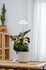 Airam Iris цена и информация | Проращиватели, лампы для растений | kaup24.ee