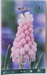 Viinamarjade hüatsint Pink Sunrise, 5 tk цена и информация | Луковицы цветов | kaup24.ee