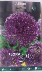 Dekoratiivne sibul Purple Sensation, 5 tk. hind ja info | Lillesibulad | kaup24.ee