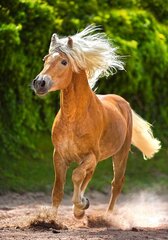 Pusle Castorland "Running Haflinger", 500 d. hind ja info | Pusled | kaup24.ee