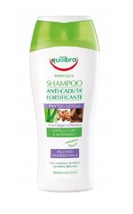 Tugevdav ja silendav šampoon Equilibra Aloe Argan Keratin 250 ml цена и информация | Шампуни | kaup24.ee