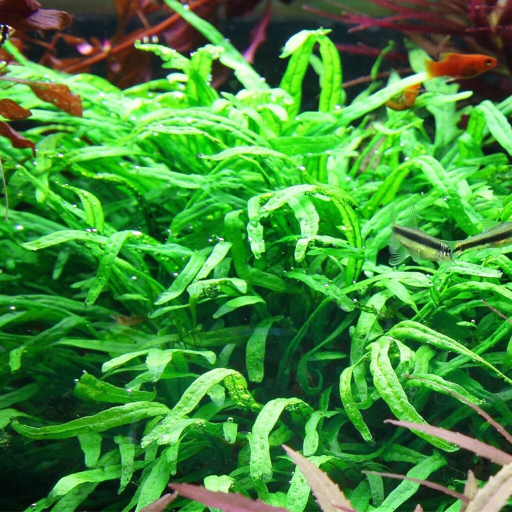 Tai harilik sõnajalg - Microsorum pteropus 'Trident' - Elus akvaariumitaim hind ja info | Akvaariumi taimed ja dekoratsioonid | kaup24.ee