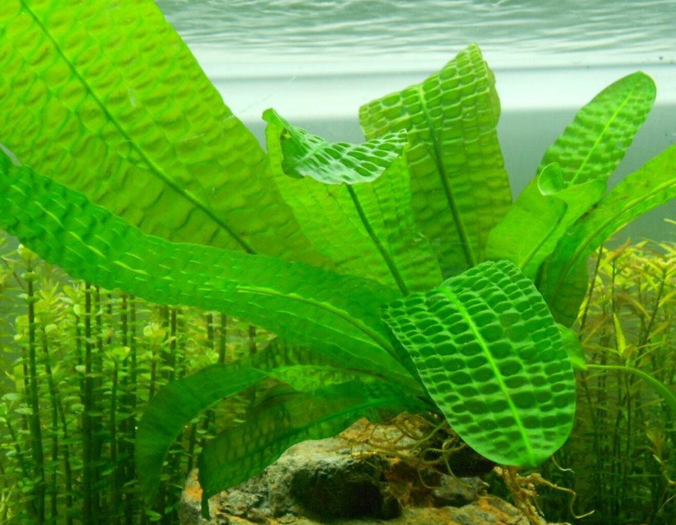 Aponogeton boivinianus – elav akvaariumitaim hind ja info | Akvaariumi taimed ja dekoratsioonid | kaup24.ee