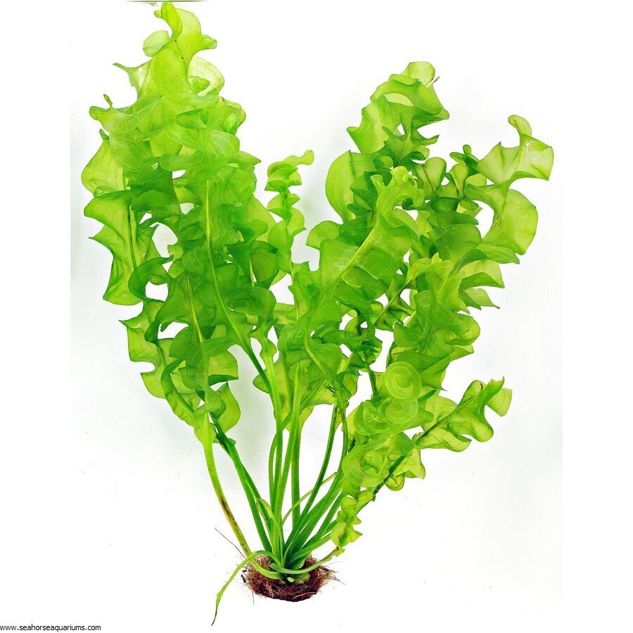 Aponogeton ulvaceus – elav akvaariumitaim hind ja info | Akvaariumi taimed ja dekoratsioonid | kaup24.ee