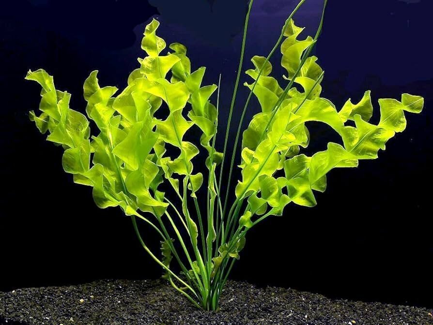 Aponogeton ulvaceus – elav akvaariumitaim hind ja info | Akvaariumi taimed ja dekoratsioonid | kaup24.ee