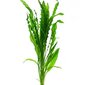 Aponogeton crispus – elav akvaariumitaim цена и информация | Akvaariumi taimed ja dekoratsioonid | kaup24.ee