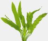 Aponogeton crispus – elav akvaariumitaim цена и информация | Akvaariumi taimed ja dekoratsioonid | kaup24.ee