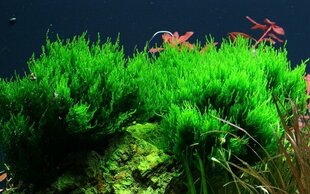 Живой аквариумный мох - Taxiphyllum 'Flame' -  in vitro  цена и информация | Аквариумные растения и декорации | kaup24.ee
