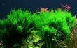 Leeksammal - Taxiphyllum 'Flame' - in vitro - Elus akvaariumi sammal цена и информация | Akvaariumi taimed ja dekoratsioonid | kaup24.ee