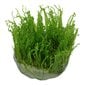 Moss Taiwan – Taxiphyllum alternans 'Taiwan Moss' – in vitro – Elus akvaariumi sammal цена и информация | Akvaariumi taimed ja dekoratsioonid | kaup24.ee