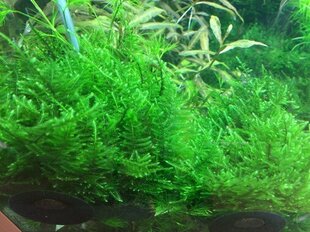 Moss Taiwan – Taxiphyllum alternans 'Taiwan Moss' – in vitro – Elus akvaariumi sammal hind ja info | Akvaariumi taimed ja dekoratsioonid | kaup24.ee