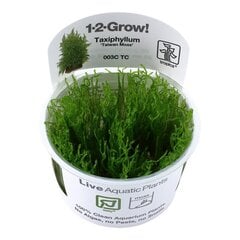 Moss Taiwan – Taxiphyllum alternans 'Taiwan Moss' – in vitro – Elus akvaariumi sammal hind ja info | Akvaariumi taimed ja dekoratsioonid | kaup24.ee