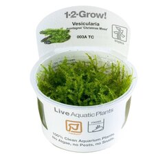 Живой аквариумный мох - Vesicularia montagnei 'Christmas Moss' -  in vitro цена и информация | Аквариумные растения и декорации | kaup24.ee