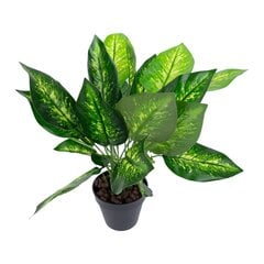 Зеленое растение DIEFFENBACHIA, H45см, черный горшок цена и информация | Искусственные цветы | kaup24.ee