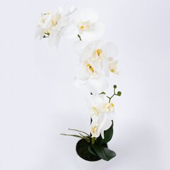 Белая орхидея с 2 ветками IN GARDEN, H51см, белый горшок цена и информация | Искусственные цветы | kaup24.ee