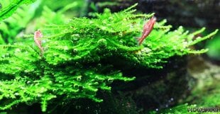 Elus akvaariumi sammal - Vesicularia sp. "Mini Christmas Moss" - 10 grammine portsjon - Haruldus hind ja info | Akvaariumi taimed ja dekoratsioonid | kaup24.ee