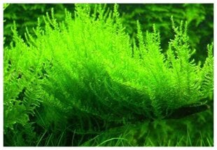 Elav akvaariumi püstine sammal - Vesicularia reticulata - "Erect Moss" - 10 grammi portsjon - haruldus цена и информация | Аквариумные растения и декорации | kaup24.ee