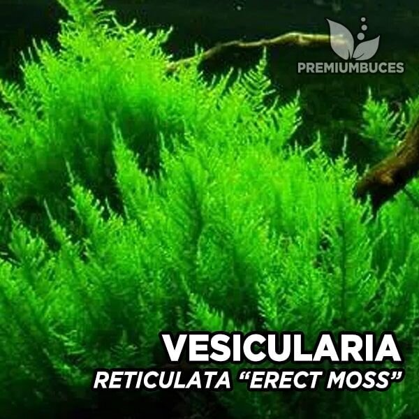 Elav akvaariumi püstine sammal - Vesicularia reticulata - "Erect Moss" - 10 grammi portsjon - haruldus hind ja info | Akvaariumi taimed ja dekoratsioonid | kaup24.ee