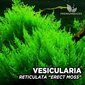 Elav akvaariumi püstine sammal - Vesicularia reticulata - "Erect Moss" - 10 grammi portsjon - haruldus hind ja info | Akvaariumi taimed ja dekoratsioonid | kaup24.ee