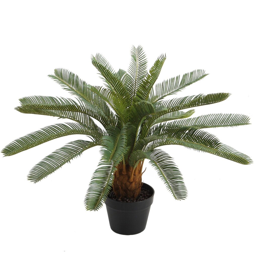 Kunsttaim CYCAS, H70cm, palmlehik, must pott hind ja info | Kunstlilled | kaup24.ee