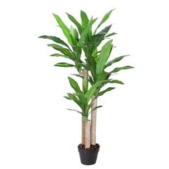 Kunstpuu DRACAENA, H125cm, 3 tüvega, must pott цена и информация | Искусственные цветы | kaup24.ee