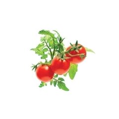 Click & Grow Smart Garden refill укроп 3 шт цена и информация | Проращиватели, лампы для растений | kaup24.ee