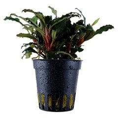 Живое аквариумное растение Bucephalandra sp. 'Red' цена и информация | Аквариумные растения и декорации | kaup24.ee