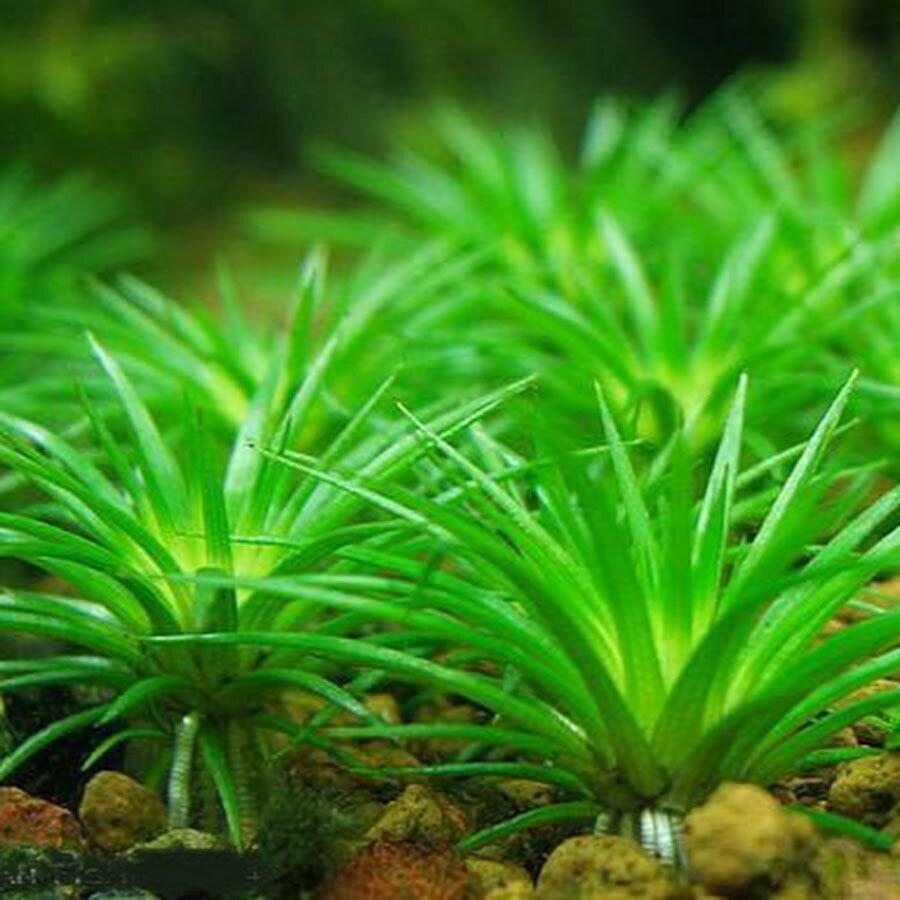 Elus akvaariumitaim - Eriocaulon Vietnam - Eriocaulon sp. Vietnam цена и информация | Akvaariumi taimed ja dekoratsioonid | kaup24.ee