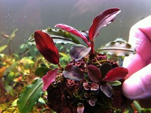 Elus akvaariumitaim - Bucephalandra sp. "Mini punane"-Bucephalandra sp. ‘Mini Red hind ja info | Akvaariumi taimed ja dekoratsioonid | kaup24.ee