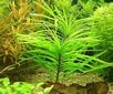 Elus akvaariumitaim - Eichhornia azurea цена и информация | Akvaariumi taimed ja dekoratsioonid | kaup24.ee