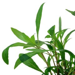 Живое аквариумное растение-Hygrophila corymbosa Siamensis 53B цена и информация | Аквариумные растения и декорации | kaup24.ee