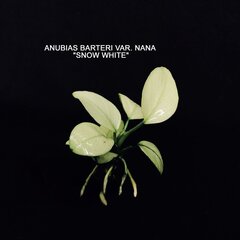 Elus akvaariumitaim - Anubias bartera nana Lumivalgeke - Anubias Snow White цена и информация | Аквариумные растения и декорации | kaup24.ee