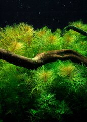 Живое аквариумное растение - Myriophyllum mattogrossense цена и информация | Аквариумные растения и украшения | kaup24.ee