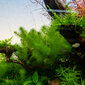 Elus akvaariumitaim - Myriophyllum guyana hind ja info | Akvaariumi taimed ja dekoratsioonid | kaup24.ee