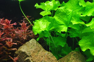 Elus akvaariumitaim - Nymphoides hydrophylla 'Taiwan' hind ja info | Akvaariumi taimed ja dekoratsioonid | kaup24.ee