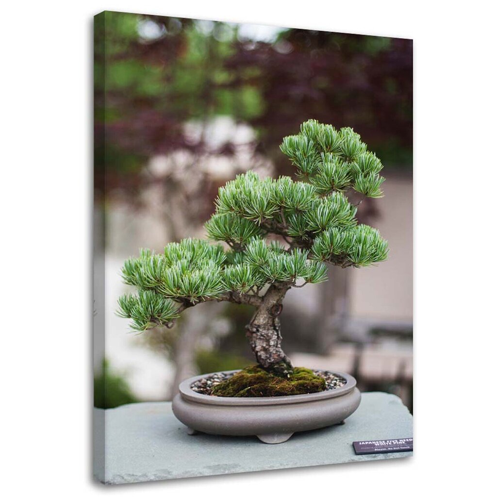 Seinapilt Bonsai puu hind ja info | Seinapildid | kaup24.ee