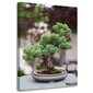 Seinapilt Bonsai puu hind ja info | Seinapildid | kaup24.ee