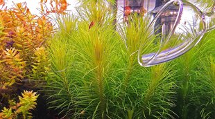 Elus akvaariumitaim — Pogostemon deccanensis / Pogostemon erectus hind ja info | Akvaariumi taimed ja dekoratsioonid | kaup24.ee