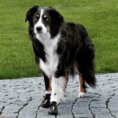 Kaitsvad saapad koertele Trixie Walker Active, M-L, 2 tk цена и информация | Одежда для собак | kaup24.ee