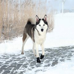 Trixie Walker Active защитные ботинки L-XL, 2 шт. цена и информация | Одежда для собак | kaup24.ee