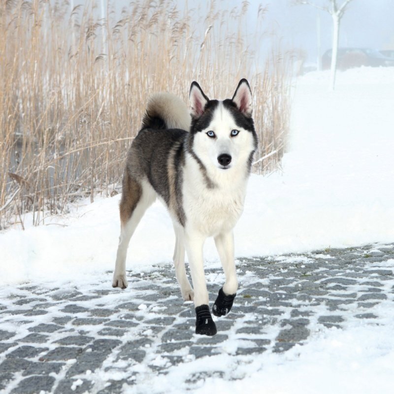 Kaitsvad saapad koertele Trixie Walker Active L-XL, 2 tk цена и информация | Riided koertele | kaup24.ee