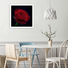 Seinapilt Punane roos pimedas hind ja info | Seinapildid | kaup24.ee