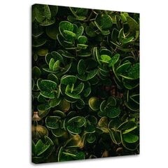 Репродукция зеленые листья экзотических растений  цена и информация | Картины, живопись | kaup24.ee