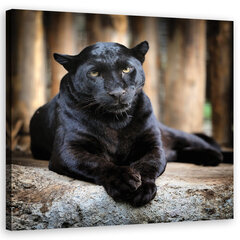 Холст, черная пантера 29,99 цена и информация | Картины, живопись | kaup24.ee