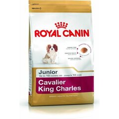 Kuivtoit spanjeli tõugu kutsikatele Royal Canin Cavalier King Charles Junior, 1,5 kg цена и информация | Сухой корм для собак | kaup24.ee