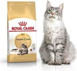 Royal Canin для породы кошек Мейн Кун, 4 кг цена и информация | Сухой корм для кошек | kaup24.ee