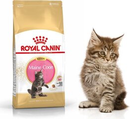 Royal Canin корм для породы котят Мейн Кун, 4 кг цена и информация | Сухой корм для кошек | kaup24.ee