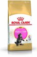 Royal Canin Meini tõugu kassipoegadele, 4 kg