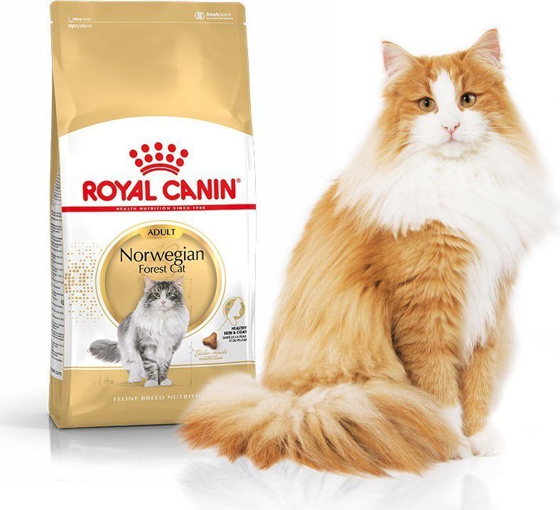 Royal Canin Norra metskassi tõule Norvegian, 0,4 kg hind ja info | Kuivtoit kassidele | kaup24.ee