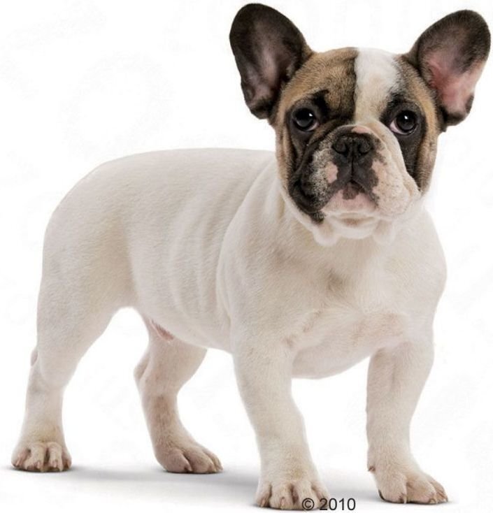 Royal Canin Prantsuse buldogi kutsikatele, 10 kg hind ja info | Kuivtoit koertele | kaup24.ee